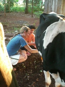 Megan milking a neighbor's cow in Tavapy Dos, Paraguay